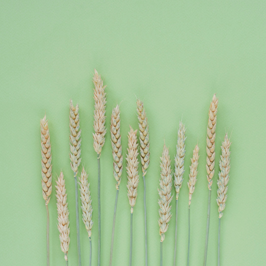 Wheat Grass