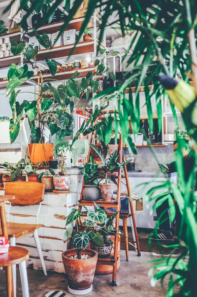 Plants That Purify Your Space
