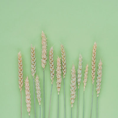 The Ultimate Guide to Wheat Grass vs Barley Grass